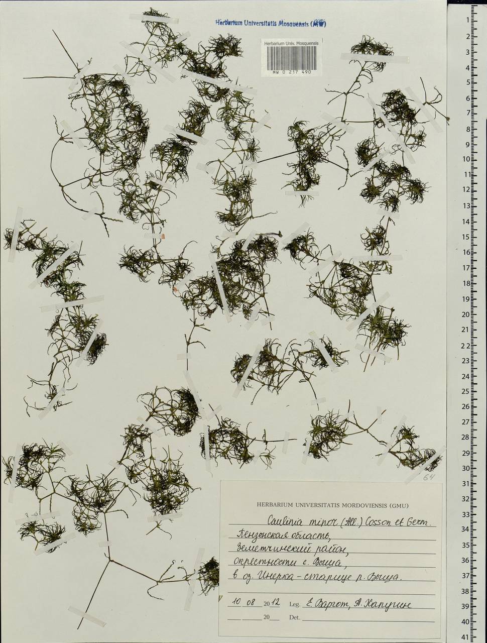 Najas minor All., Eastern Europe, Middle Volga region (E8) (Russia)