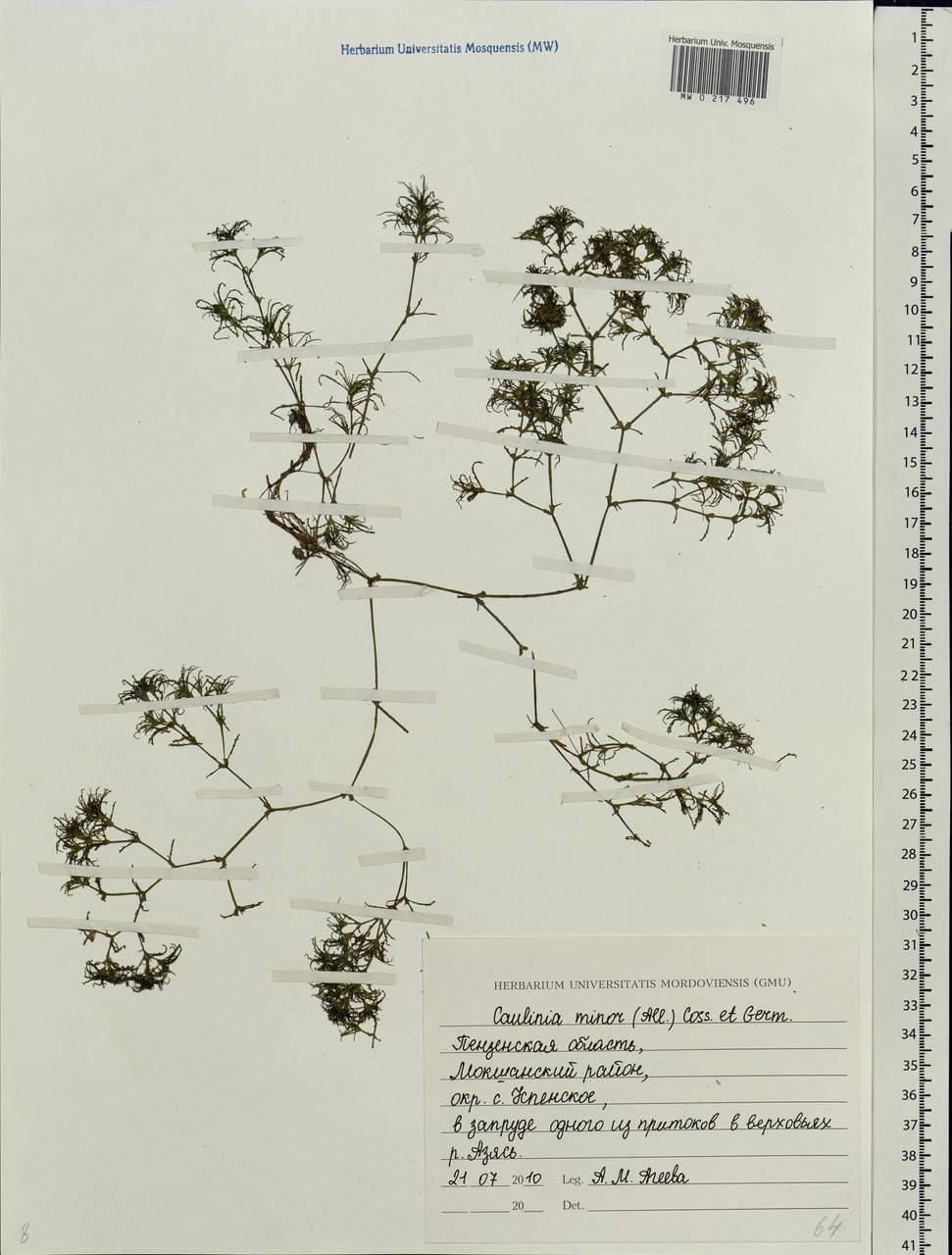 Najas minor All., Eastern Europe, Middle Volga region (E8) (Russia)