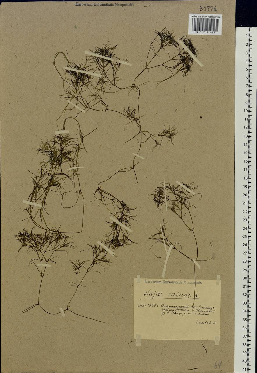 Najas minor All., Eastern Europe, Lower Volga region (E9) (Russia)