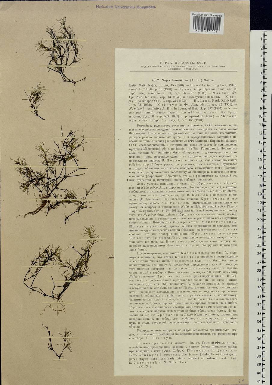 Najas tenuissima (A.Braun ex Magnus) Magnus, Eastern Europe, North-Western region (E2) (Russia)