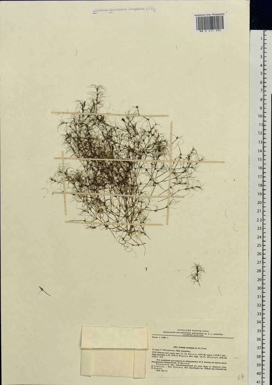 Najas tenuissima (A.Braun ex Magnus) Magnus, Eastern Europe, Central region (E4) (Russia)