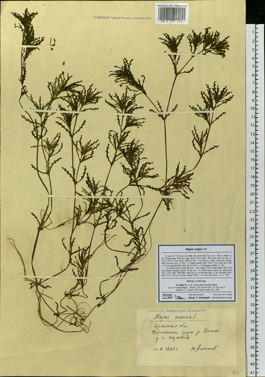 Najas major All., Eastern Europe, Western region (E3) (Russia)