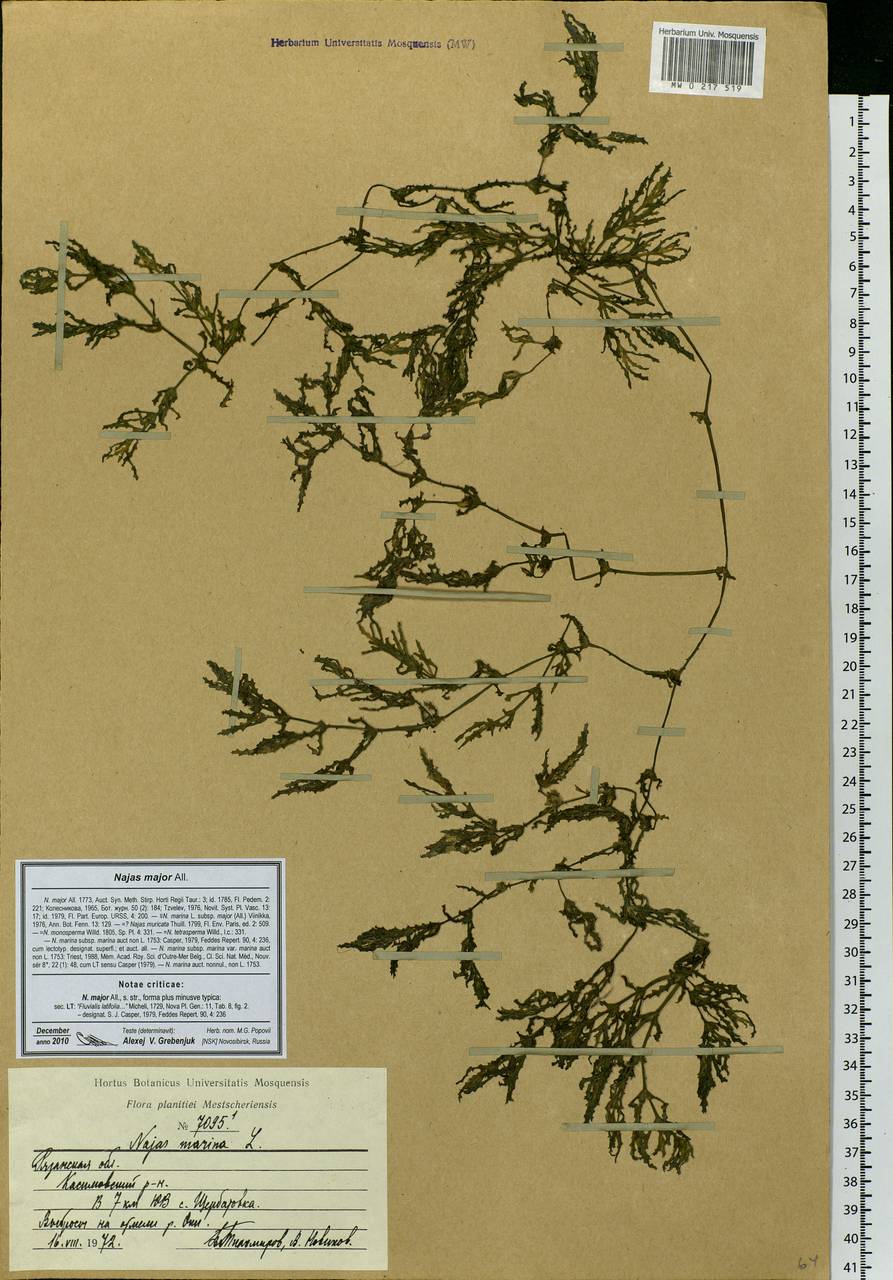 Najas major All., Eastern Europe, Central region (E4) (Russia)