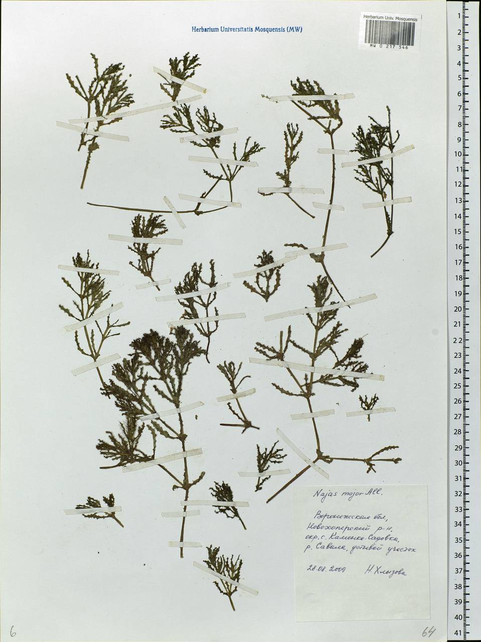 Najas major All., Eastern Europe, Central forest-and-steppe region (E6) (Russia)