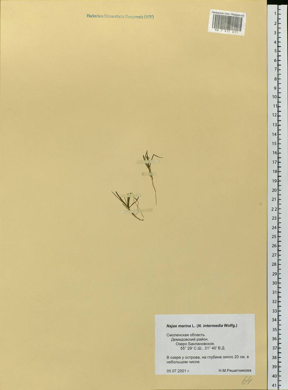 Najas marina L., Eastern Europe, Western region (E3) (Russia)