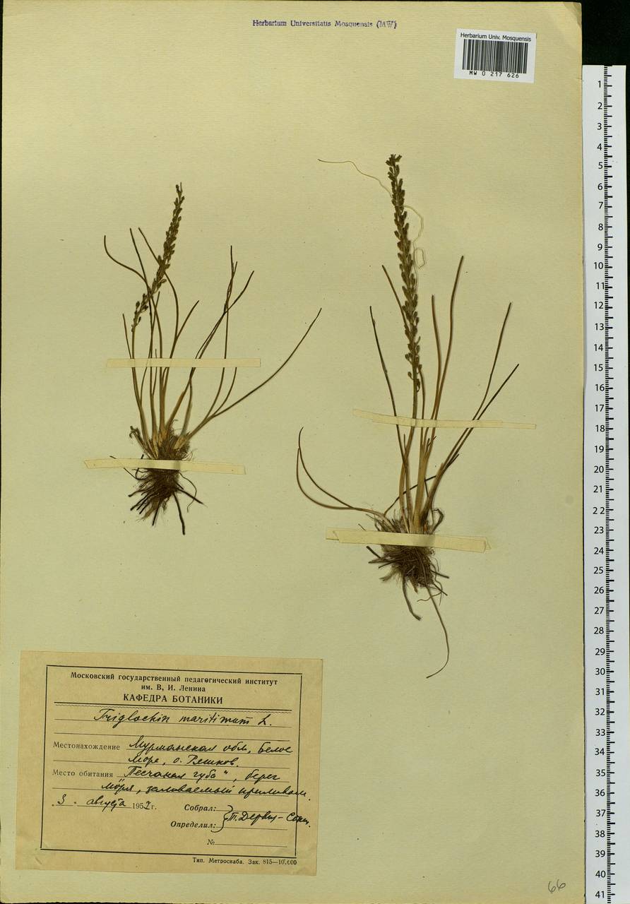 Triglochin maritima L., Eastern Europe, Northern region (E1) (Russia)