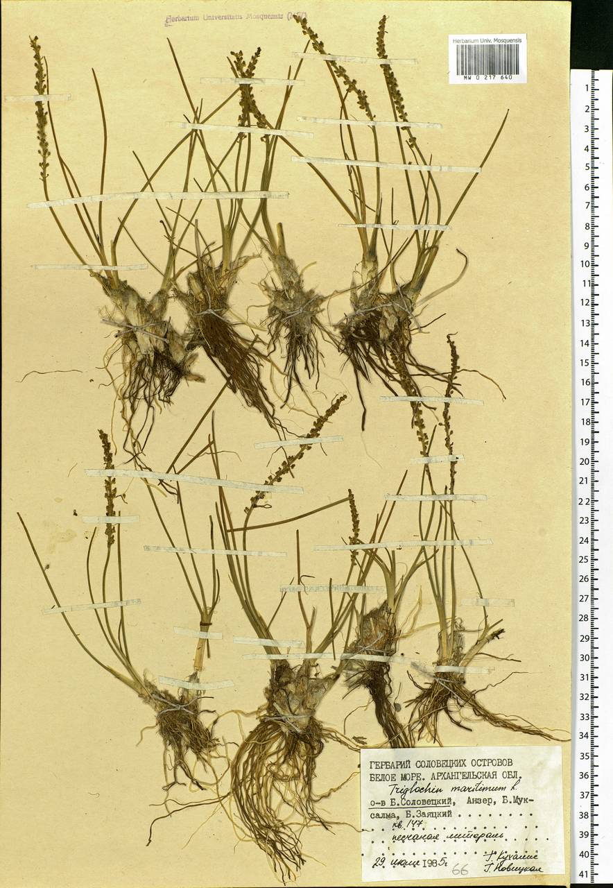 Triglochin maritima L., Eastern Europe, Northern region (E1) (Russia)