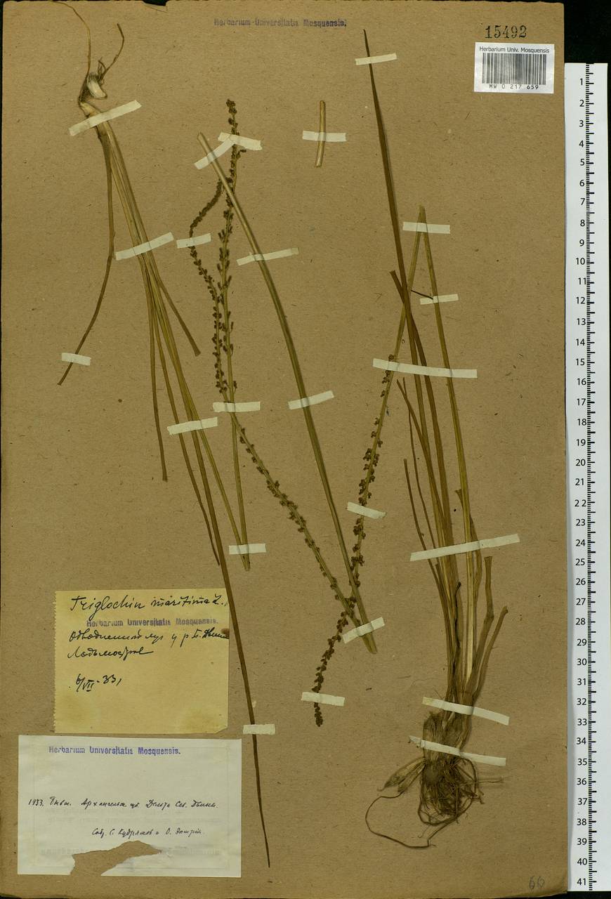 Triglochin maritima L., Eastern Europe, Northern region (E1) (Russia)