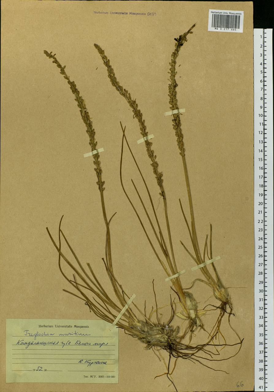 Triglochin maritima L., Eastern Europe, Northern region (E1) (Russia)