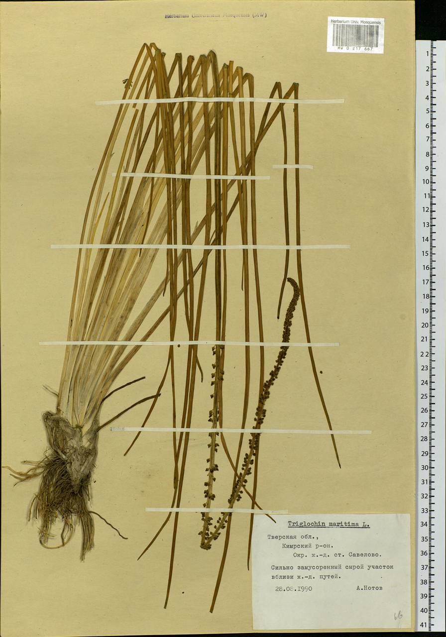 Triglochin maritima L., Eastern Europe, North-Western region (E2) (Russia)