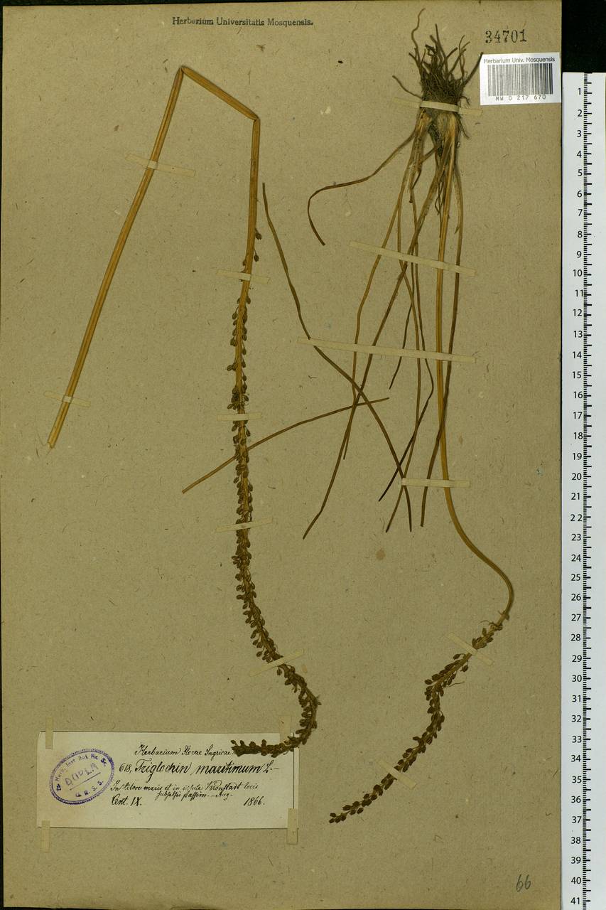 Triglochin maritima L., Eastern Europe, North-Western region (E2) (Russia)