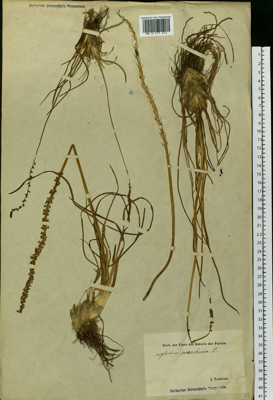 Triglochin maritima L., Eastern Europe, Estonia (E2c) (Estonia)