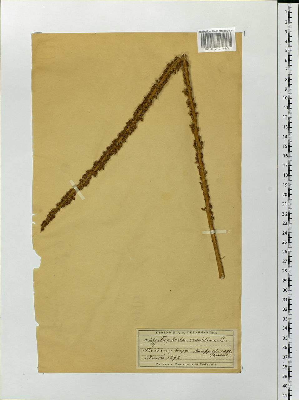 Triglochin maritima L., Eastern Europe, Moscow region (E4a) (Russia)