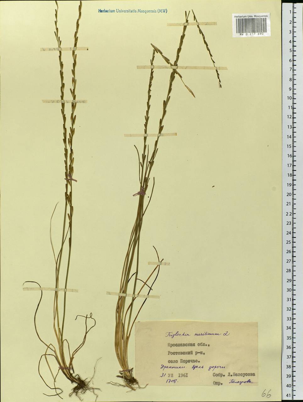 Triglochin maritima L., Eastern Europe, Central forest region (E5) (Russia)