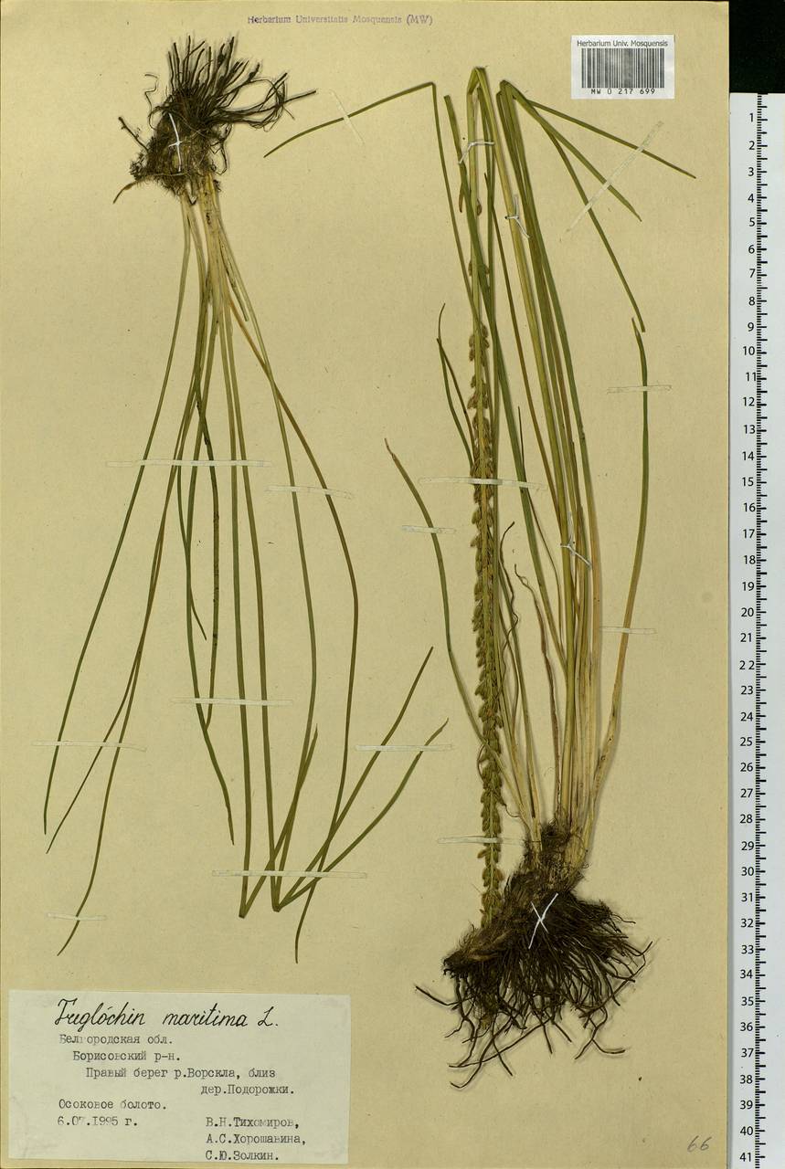 Triglochin maritima L., Eastern Europe, Central forest-and-steppe region (E6) (Russia)
