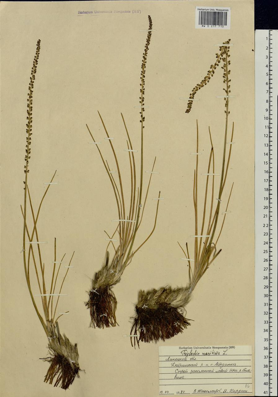 Triglochin maritima L., Eastern Europe, Central forest-and-steppe region (E6) (Russia)