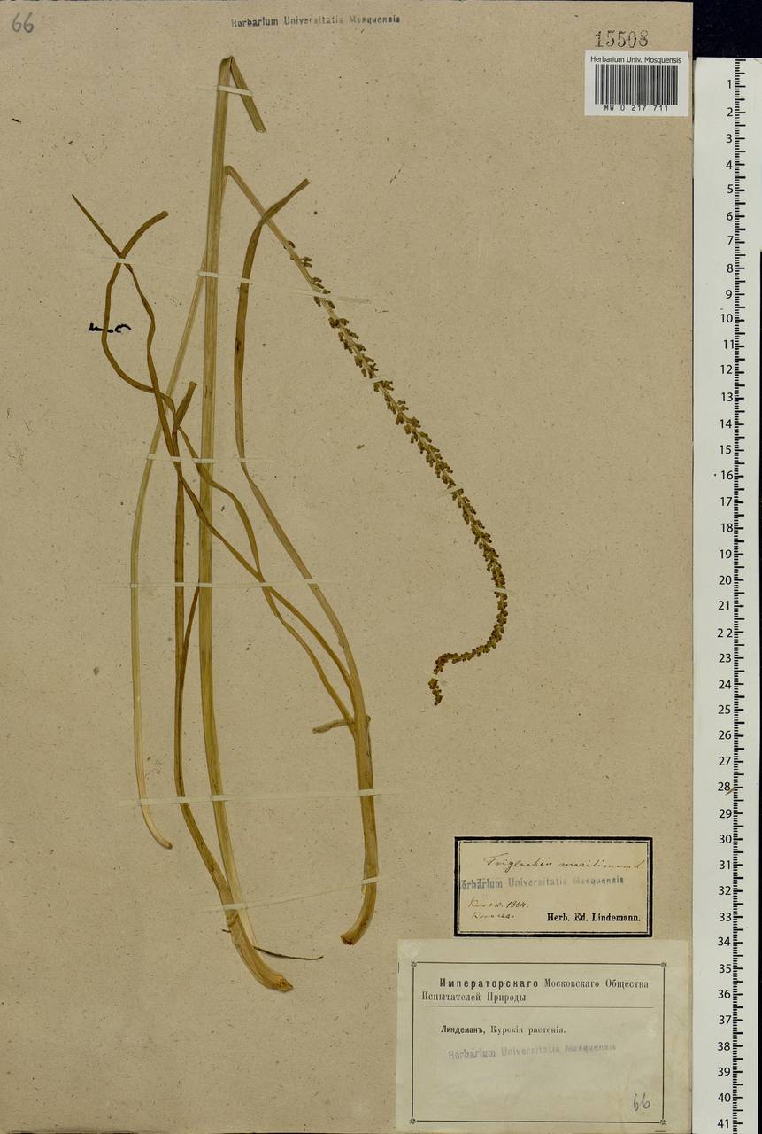 Triglochin maritima L., Eastern Europe, Central forest-and-steppe region (E6) (Russia)