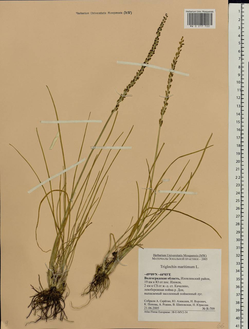 Triglochin maritima L., Eastern Europe, Lower Volga region (E9) (Russia)