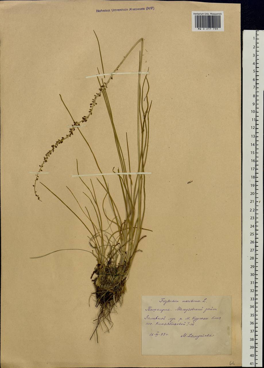 Triglochin maritima L., Eastern Europe, Eastern region (E10) (Russia)