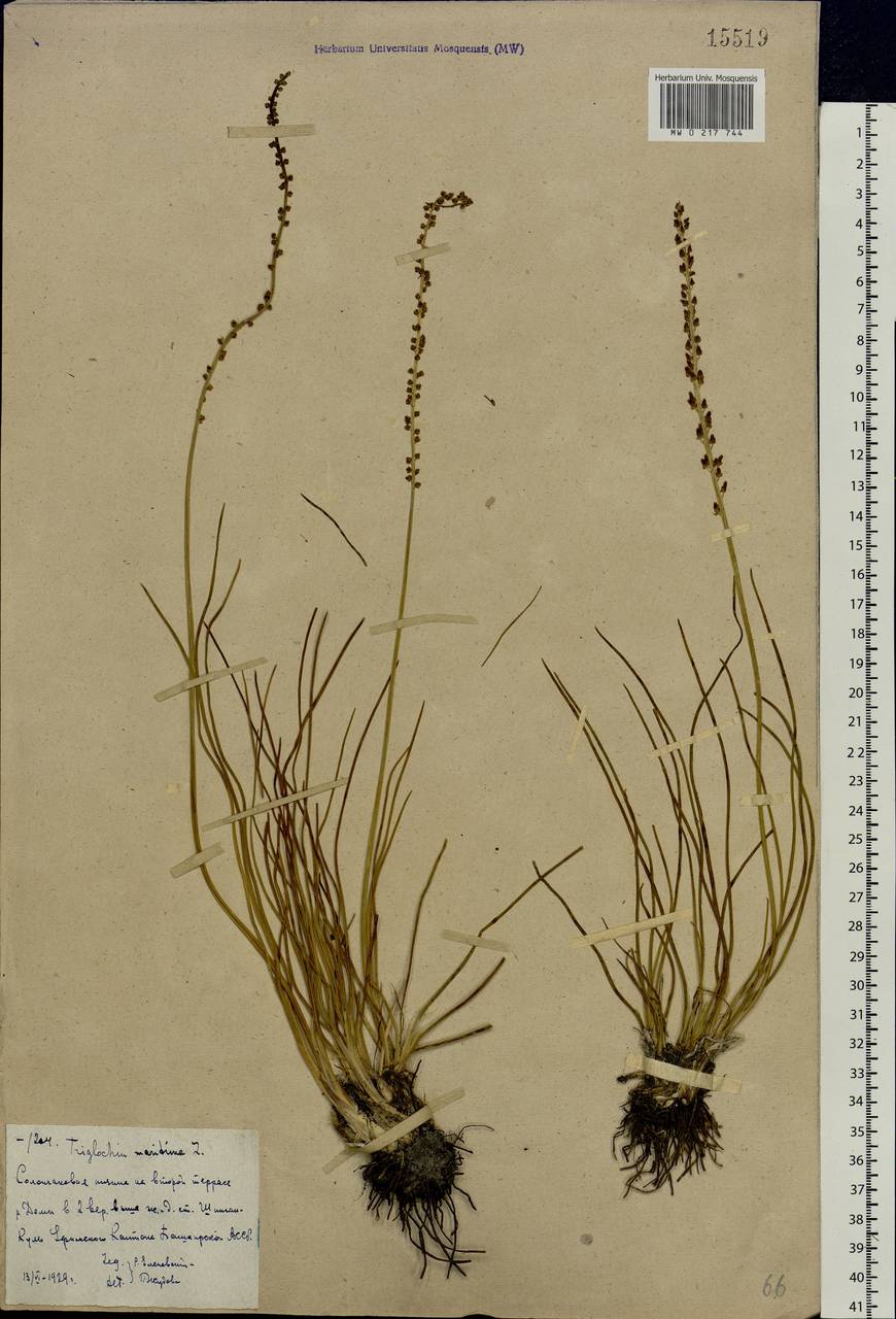 Triglochin maritima L., Eastern Europe, Eastern region (E10) (Russia)