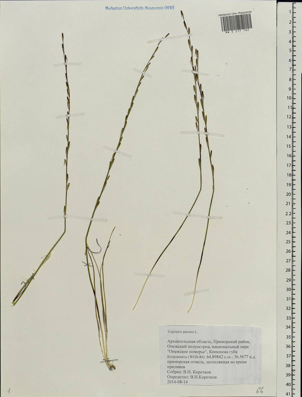 Triglochin palustris L., Eastern Europe, Northern region (E1) (Russia)