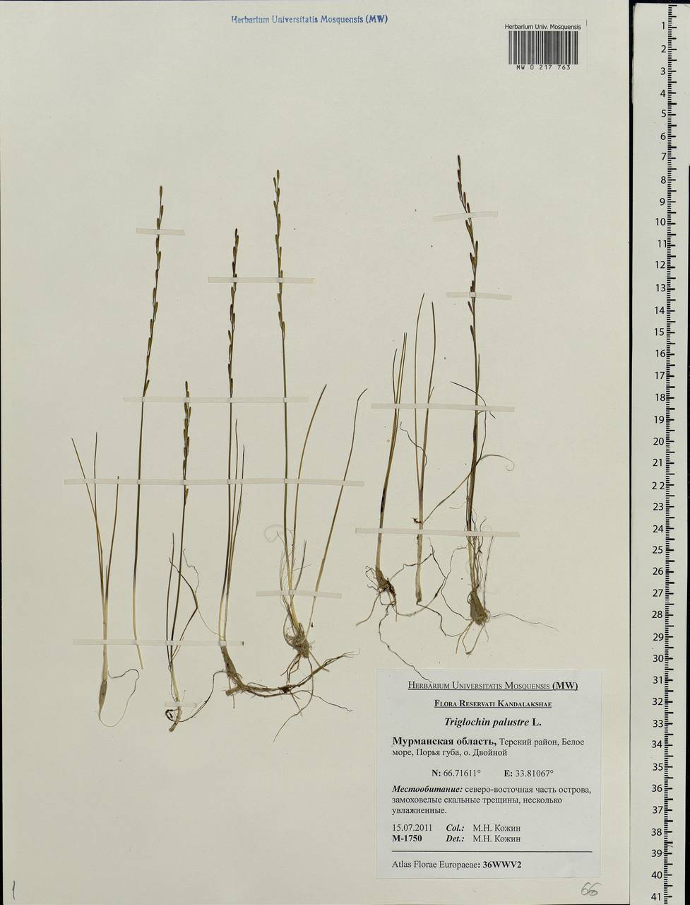 Triglochin palustris L., Eastern Europe, Northern region (E1) (Russia)