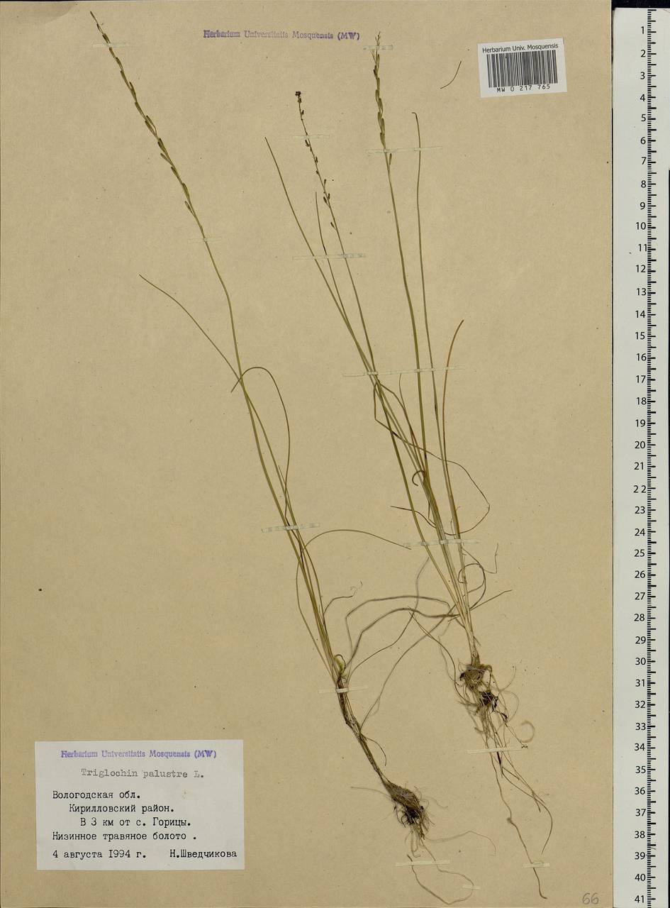 Triglochin palustris L., Eastern Europe, Northern region (E1) (Russia)