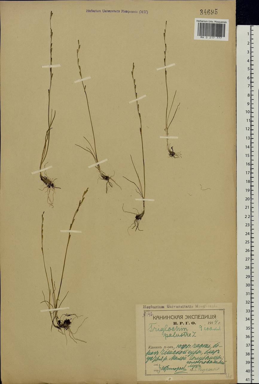 Triglochin palustris L., Eastern Europe, Northern region (E1) (Russia)