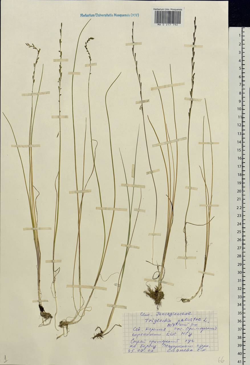 Triglochin palustris L., Eastern Europe, Northern region (E1) (Russia)