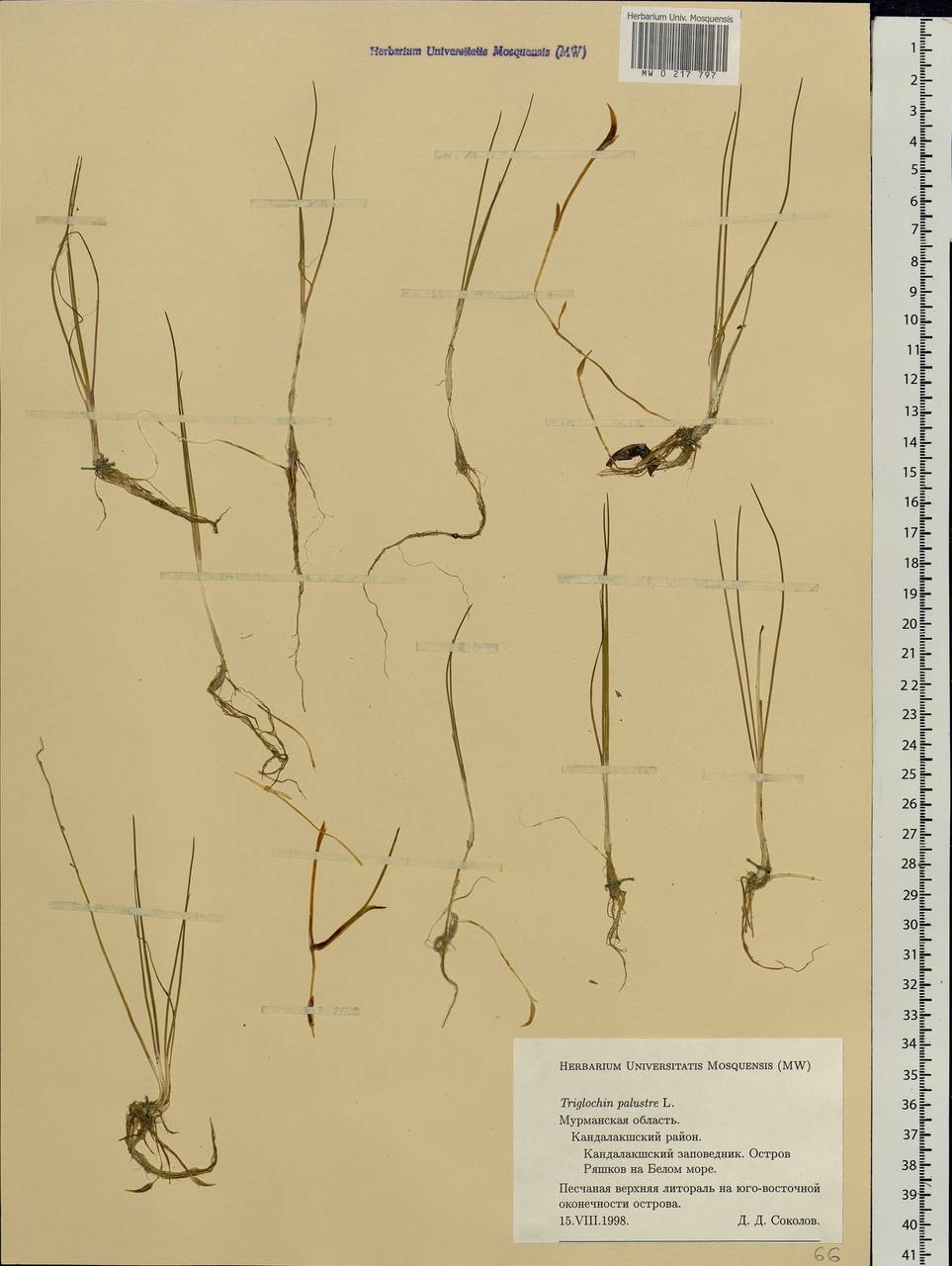 Triglochin palustris L., Eastern Europe, Northern region (E1) (Russia)