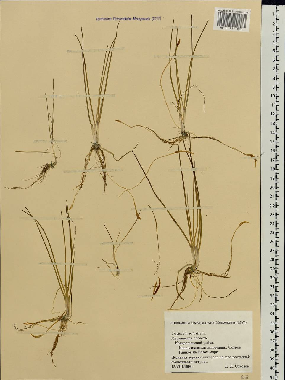 Triglochin palustris L., Eastern Europe, Northern region (E1) (Russia)