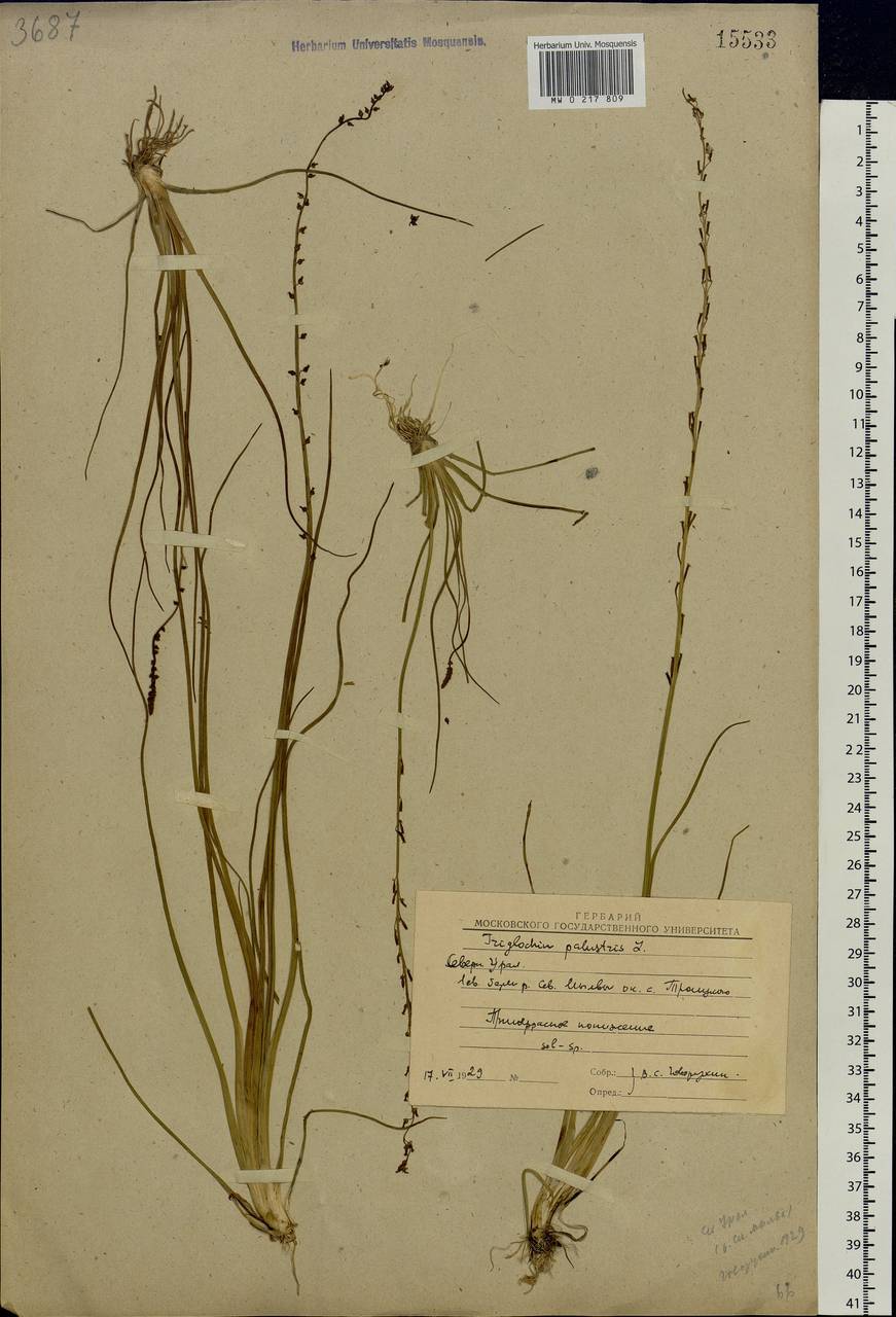 Triglochin palustris L., Eastern Europe, Northern region (E1) (Russia)