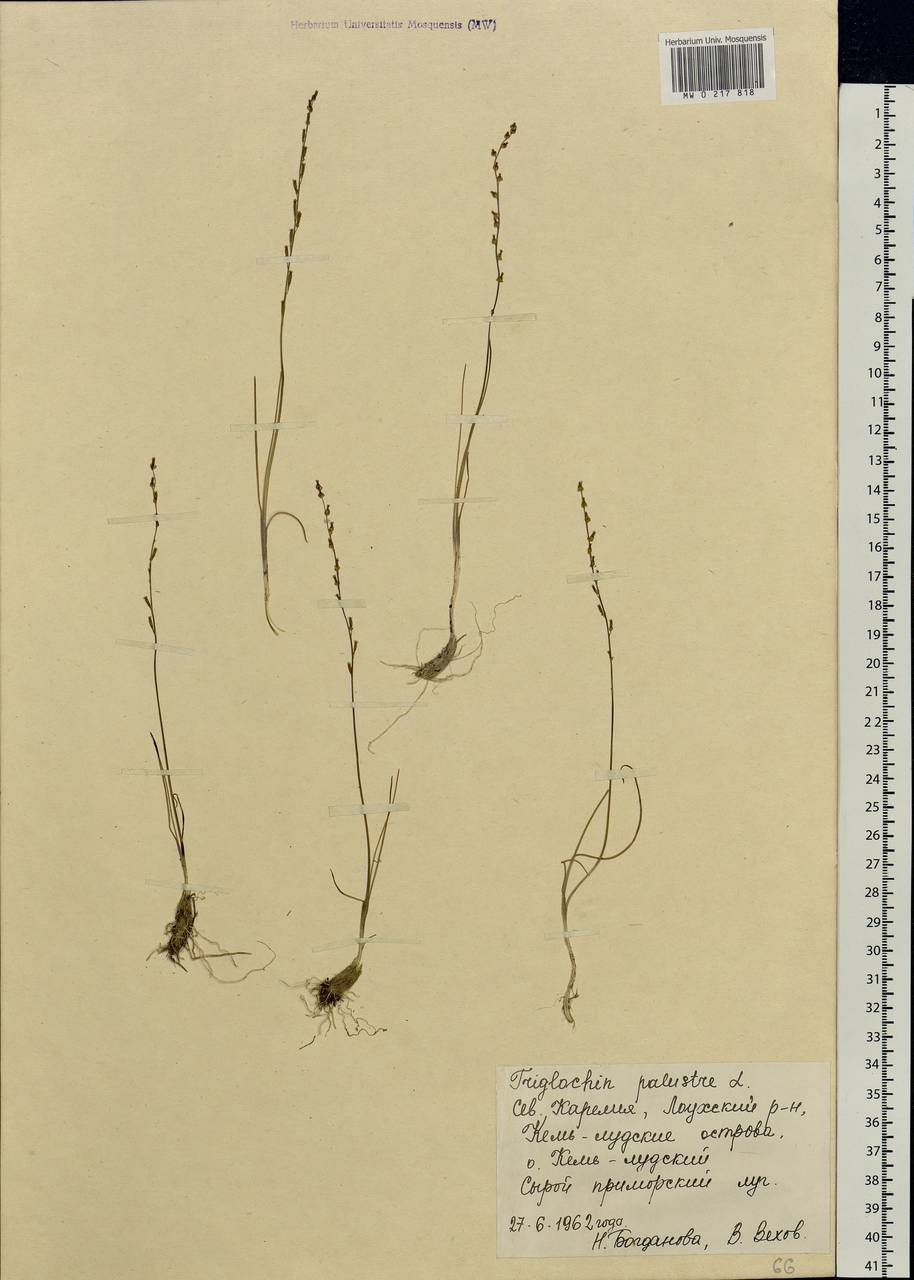 Triglochin palustris L., Eastern Europe, Northern region (E1) (Russia)