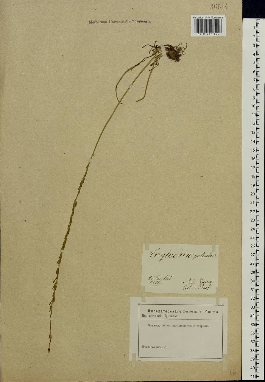 Triglochin palustris L., Eastern Europe, North-Western region (E2) (Russia)
