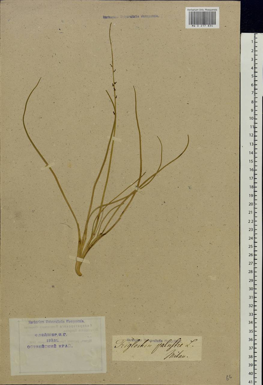 Triglochin palustris L., Eastern Europe, Latvia (E2b) (Latvia)