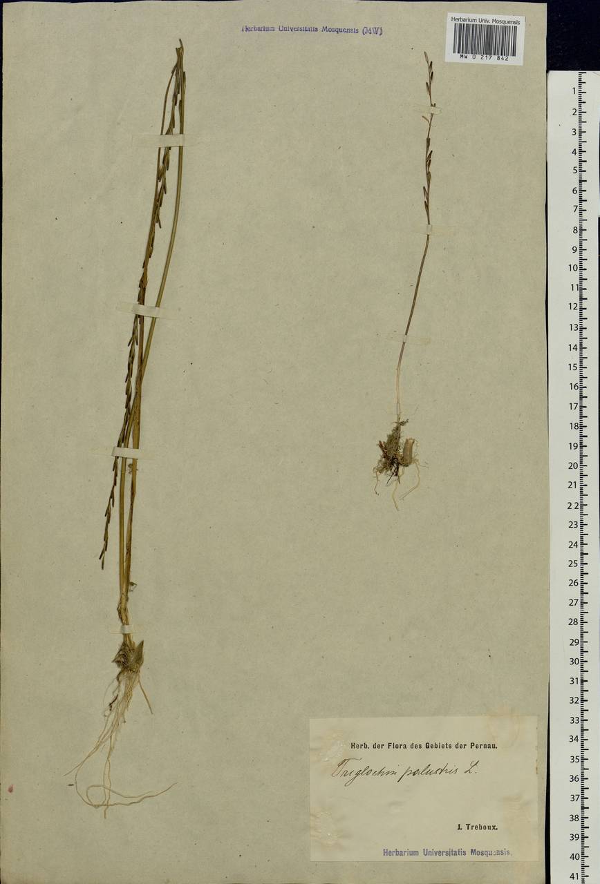 Triglochin palustris L., Eastern Europe, Estonia (E2c) (Estonia)