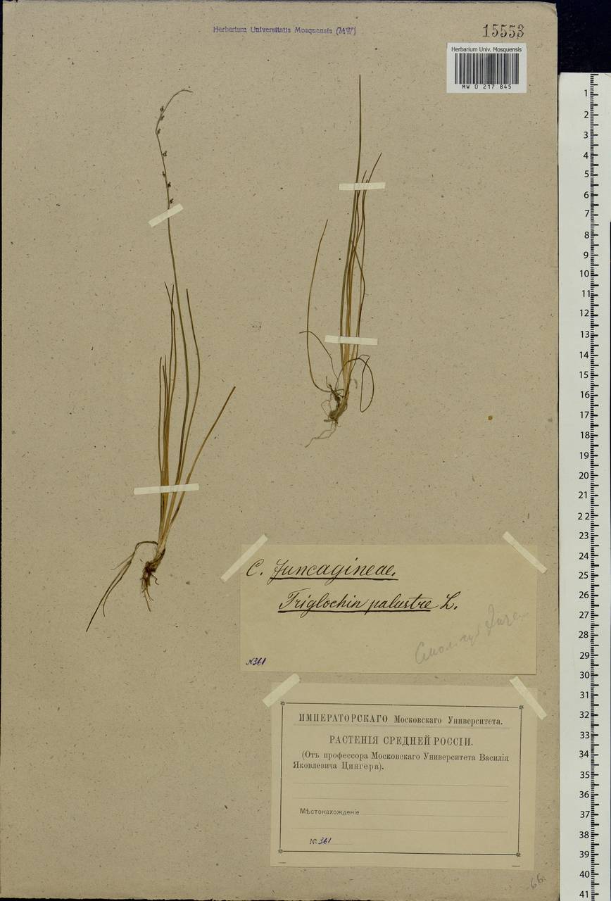 Triglochin palustris L., Eastern Europe, Western region (E3) (Russia)