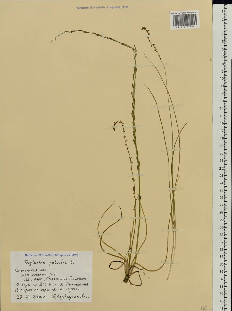 Triglochin palustris L., Eastern Europe, Western region (E3) (Russia)