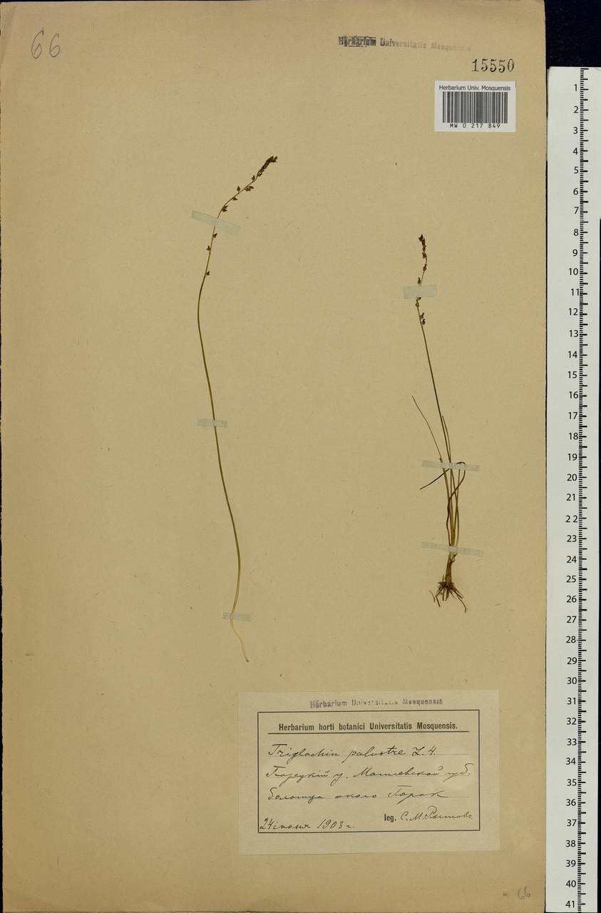 Triglochin palustris L., Eastern Europe, Belarus (E3a) (Belarus)