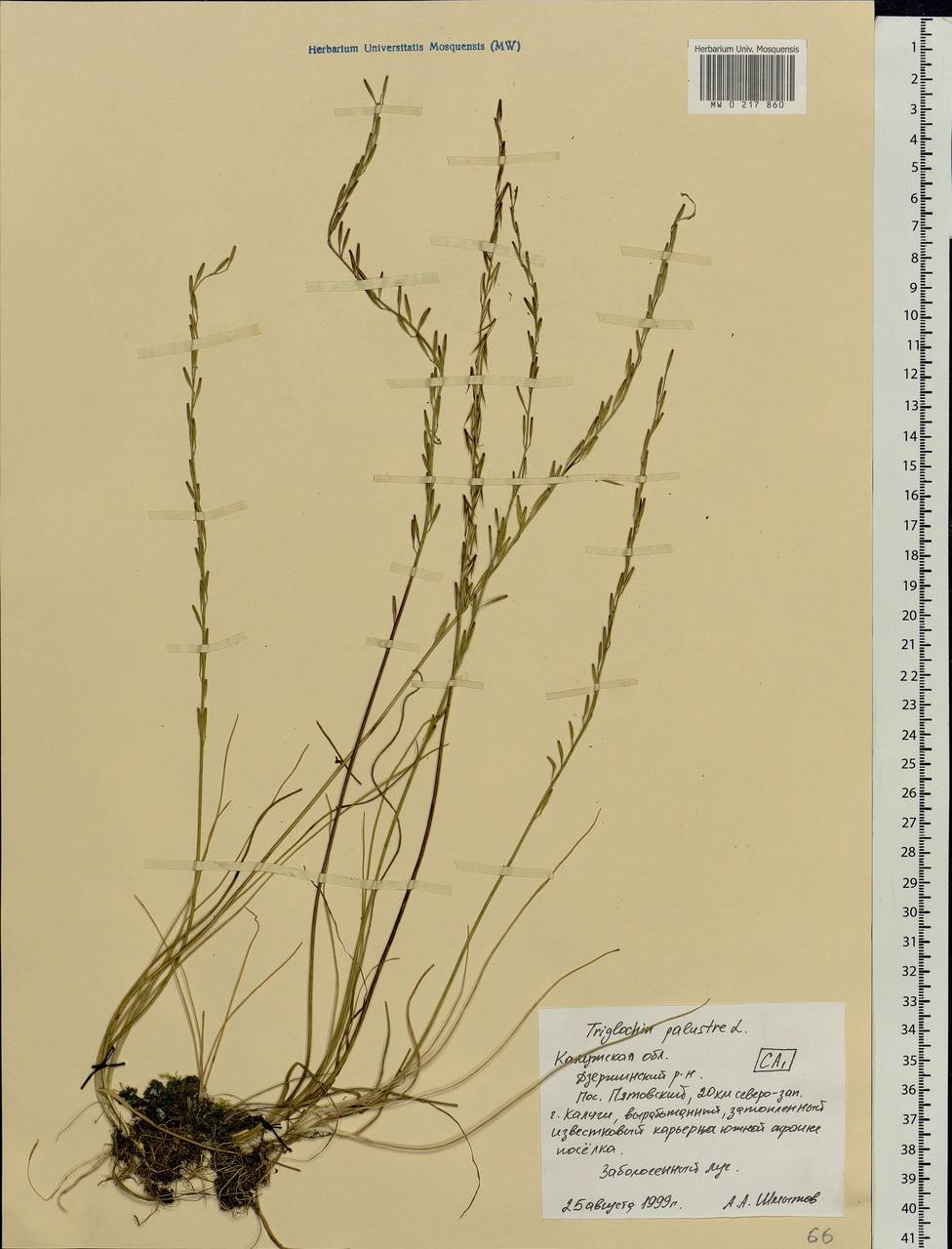 Triglochin palustris L., Eastern Europe, Central region (E4) (Russia)