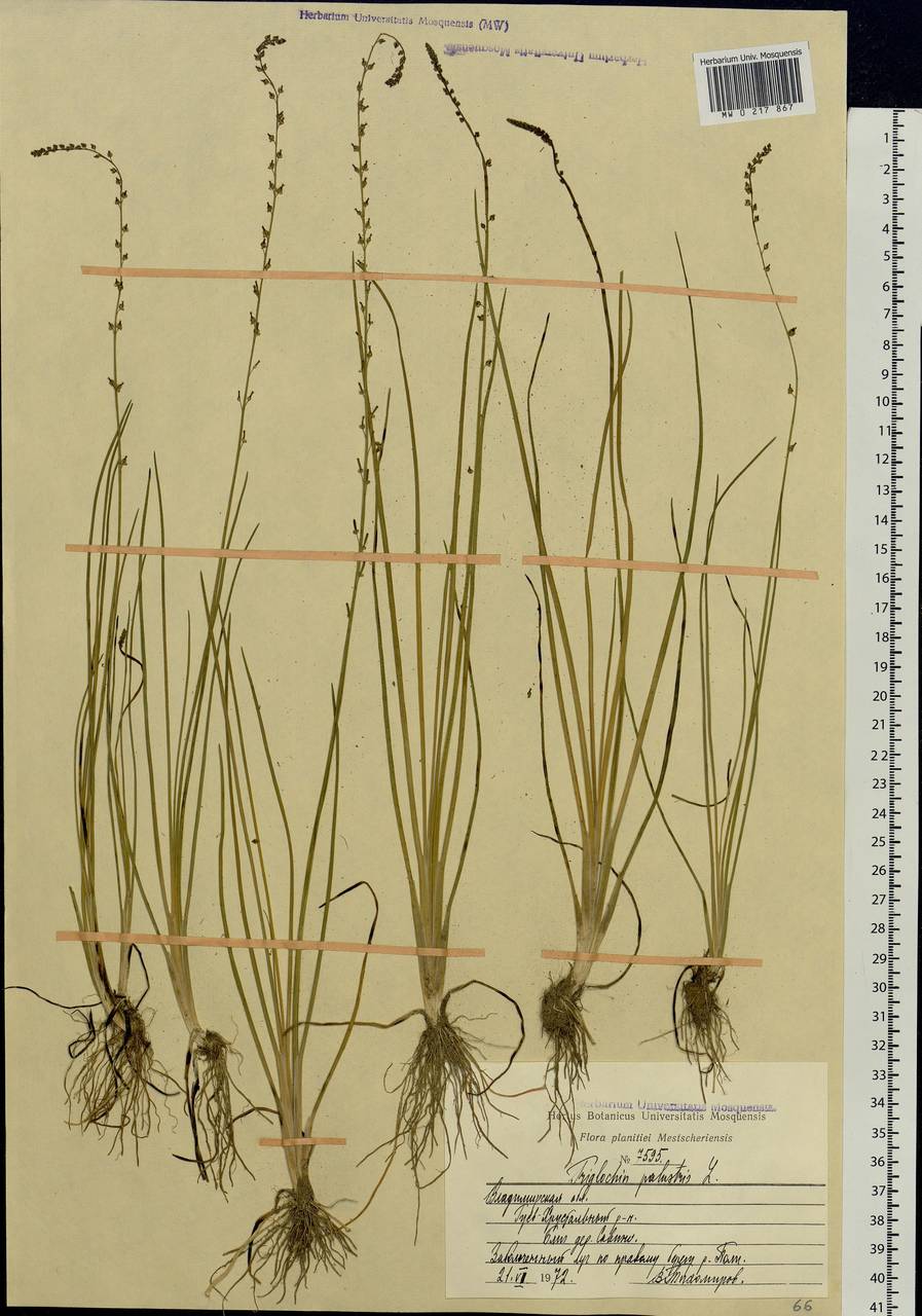 Triglochin palustris L., Eastern Europe, Central region (E4) (Russia)