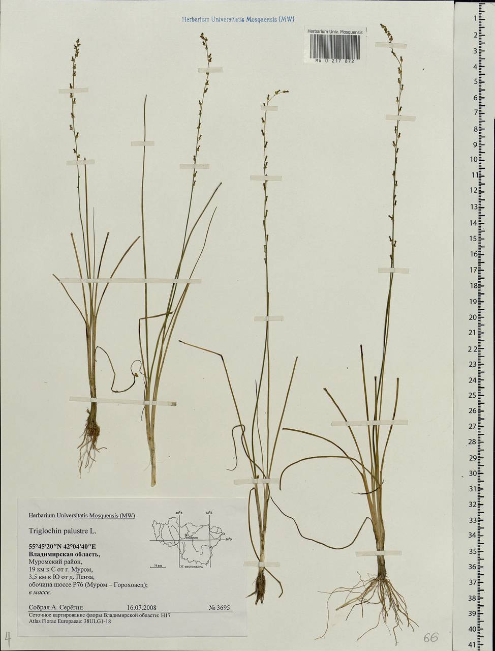 Triglochin palustris L., Eastern Europe, Central region (E4) (Russia)