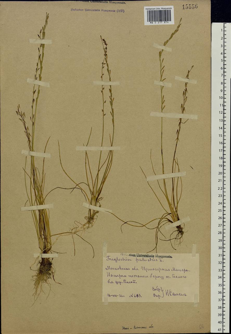 Triglochin palustris L., Eastern Europe, Central region (E4) (Russia)