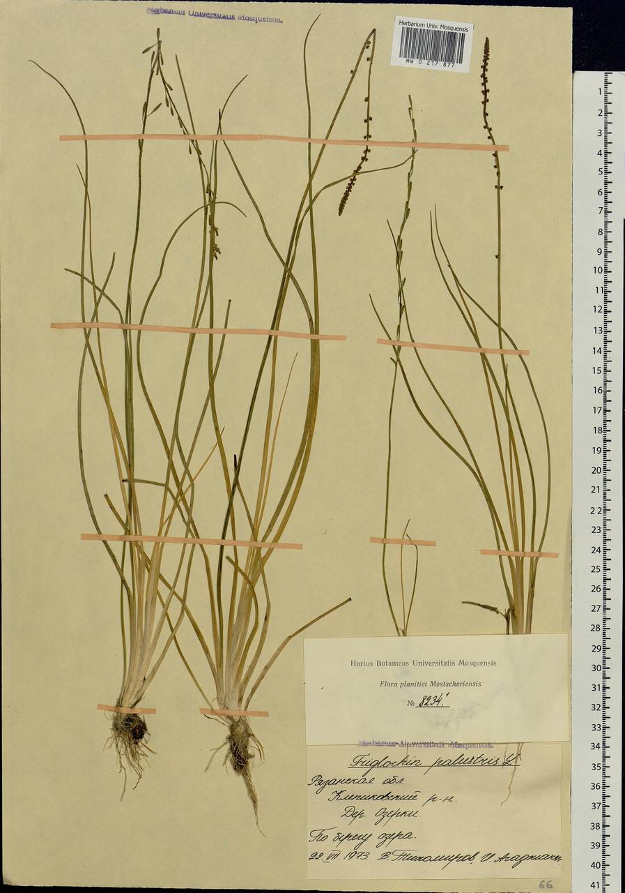 Triglochin palustris L., Eastern Europe, Central region (E4) (Russia)