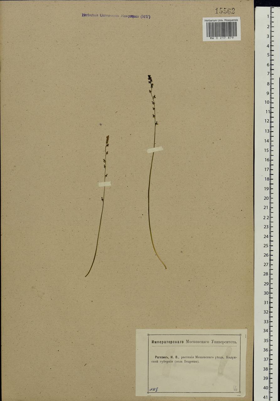Triglochin palustris L., Eastern Europe, Central region (E4) (Russia)