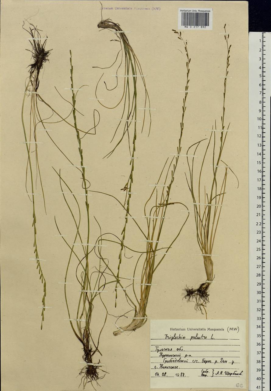 Triglochin palustris L., Eastern Europe, Central region (E4) (Russia)