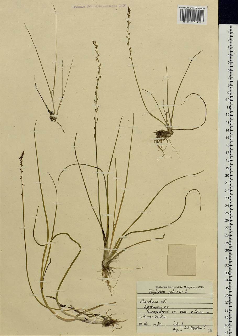 Triglochin palustris L., Eastern Europe, Moscow region (E4a) (Russia)