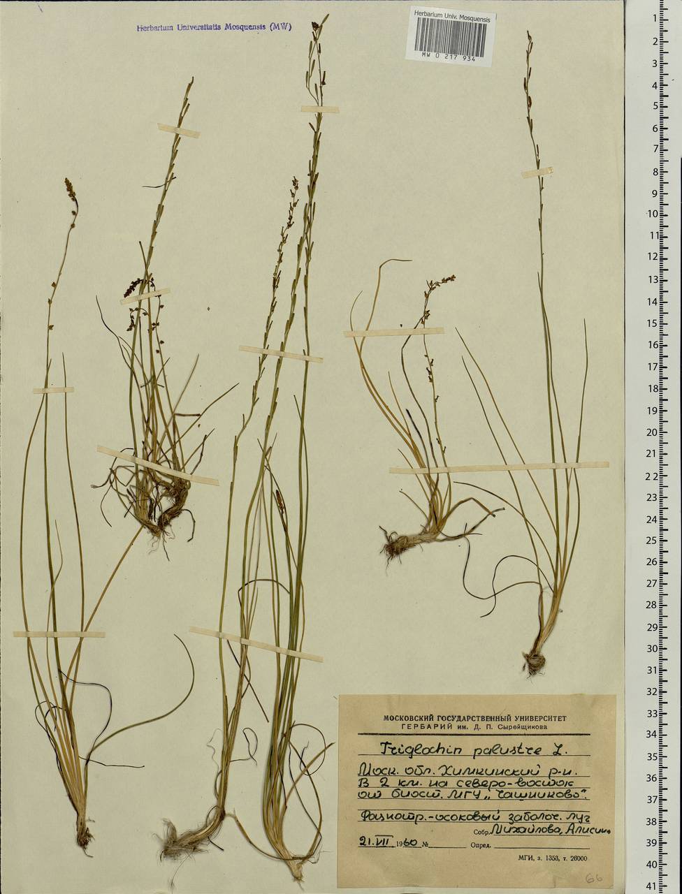 Triglochin palustris L., Eastern Europe, Moscow region (E4a) (Russia)