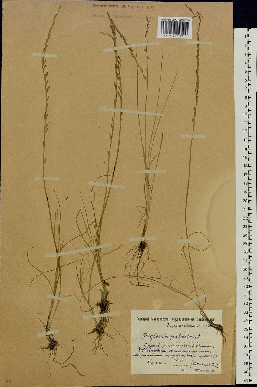 Triglochin palustris L., Eastern Europe, Moscow region (E4a) (Russia)