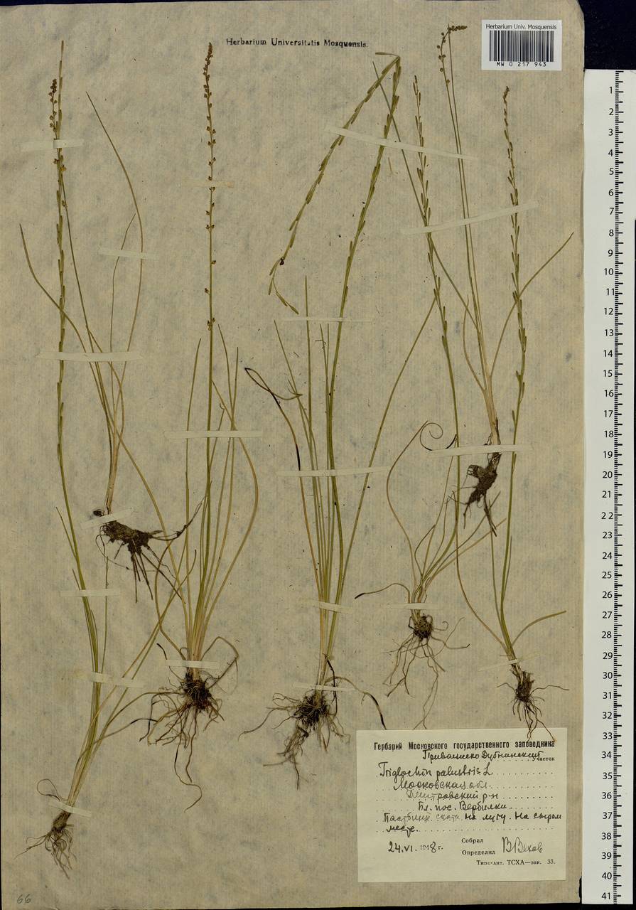 Triglochin palustris L., Eastern Europe, Moscow region (E4a) (Russia)